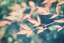 勇士胜马刺，库里砍下+得分——夜色里的王者之舞